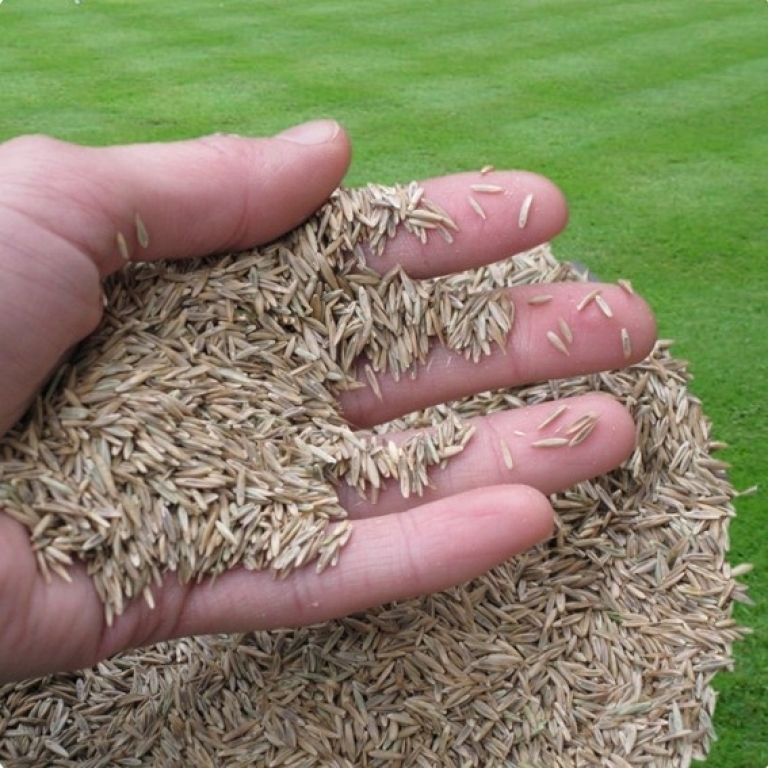 Graszaad 1 kg