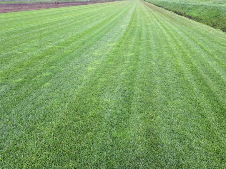 Graszoden B Kwaliteit per 1m2