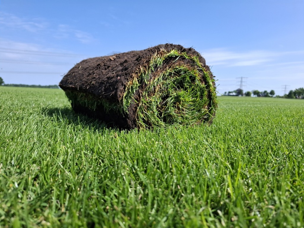 Graszoden Premium per 1m2 