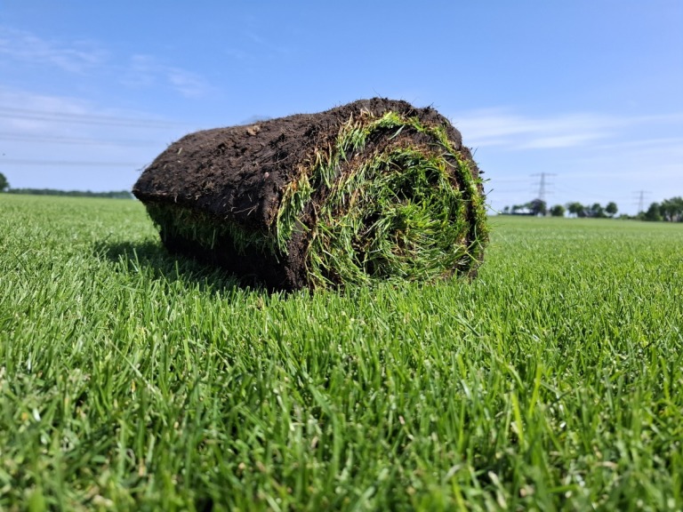 Graszoden Premium per 1m2 